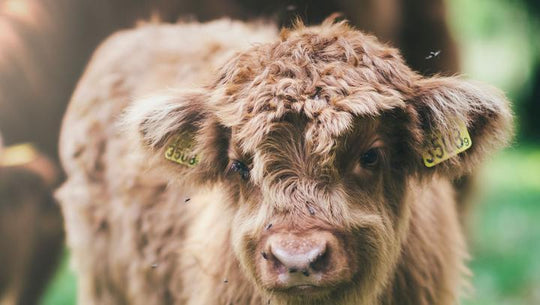 Vegan Leather Styles Cute Cow Picture Janko Ferlic The Impact of Leather